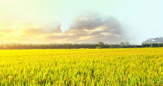 全面推進(jìn)鄉(xiāng)村振興要處理好五對(duì)關(guān)系